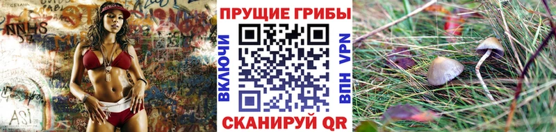 где продают наркотики  Псков  Псилоцибиновые грибы Psilocybine cubensis 
